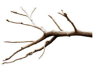 tree trunk isolated on a Transparent background