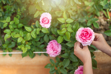 A smiling flower gardener holding a flower in hand in a garden.