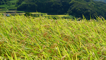 刈り入れ前の田んぼ