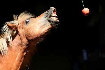 Ponyzirkus. Süßes Shetlandpony versucht in einen aufgehängten Apel zu beißen