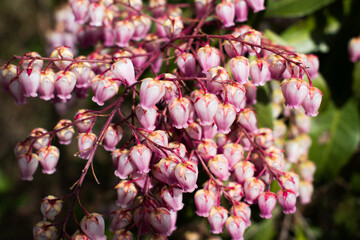 Lily of the Valley Flowering Shrub in a Spring Garden