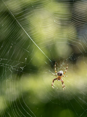 European garden spider Araneus Diadematus, also called cross spider, sitting in its spider web.
