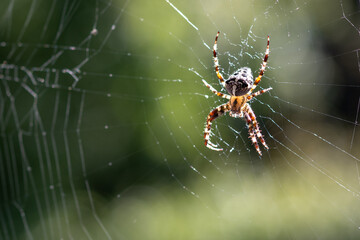 European garden spider Araneus Diadematus, also called cross spider, sitting in its spider web.