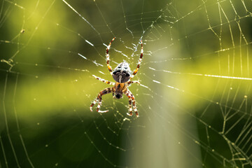 European garden spider Araneus Diadematus, also called cross spider, sitting in its spider web.