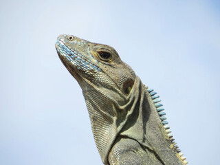 iguana on a tree