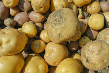 Patern of white potatoes in the garden.