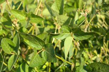 Soybean close-up, natural legume background.