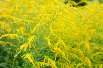 Yellow blooming ragweed close-up, natural background.