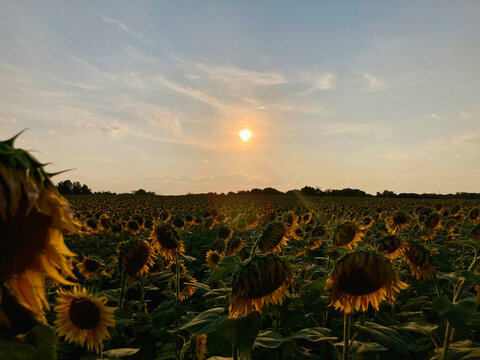 Sunflowers during a summer day at sunset, sunflowers farm field, vibrant high contrast, landscape horizontal