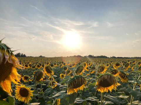 Sunflowers during a summer day at sunset, sunflowers farm field, vibrant contrast, landscape horizontal