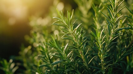 Naklejka premium Close-up of fresh mint leaves in a garden, aromatic herbs for cooking and tea, nature background