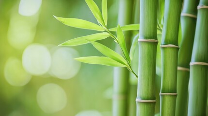 Close-up of green bamboo stalks with leaves, peaceful nature background and environmental conservation concept