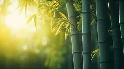 Serene and picturesque bamboo grove with sunlight filtering through the lush verdant foliage creating a calming and harmonious natural landscape