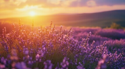 Fototapeta premium Golden hour in a lavender field with blooming flowers, peaceful nature retreat and serene evening, landscape view