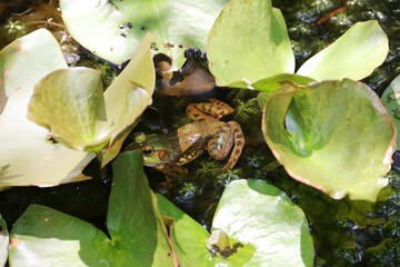 Okefenokee Swamp Area – USA

