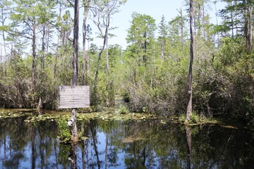Okefenokee Swamp Area – USA

