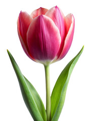 pink tulip isolated on white