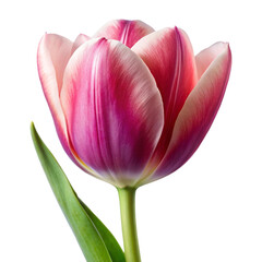 Naklejka premium tulips isolated on white