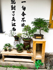 drzewa bonsai Suzhou, Chiny © Magda