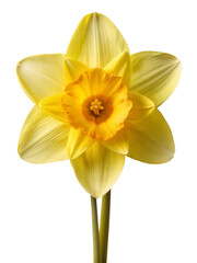 daffodil flower , yellow daffodil flower , daffodil flower png , yellow daffodil flower png , daffodil png,flower png , yellow flower png, daffodil flower , yellow, daffodil, flower ,,    © MdWaliul