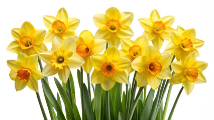 daffodil flower , yellow daffodil flower ,
daffodil flower png , yellow daffodil flower png ,
daffodil png,flower png , yellow flower png,
daffodil flower , yellow, daffodil, flower ,,


