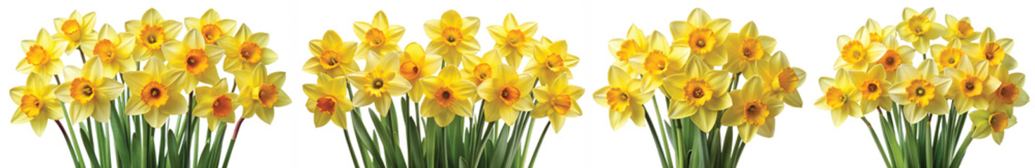 daffodil flower , yellow daffodil flower , daffodil flower png , yellow daffodil flower png , daffodil png,flower png , yellow flower png, daffodil flower , yellow, daffodil, flower ,,    © MdWaliul