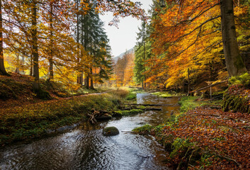 Obraz premium An enchanting autumnal view of a mountain forest, where a tranquil creek winds through a tapestry of vibrant fall foliage, painting the landscape in hues of orange, red, and gold.
