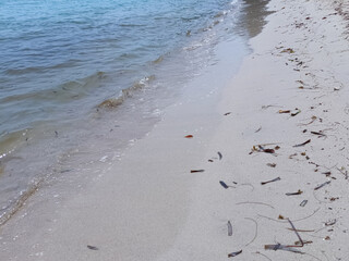 Soft blue ocean wave on fine sandy beach background
