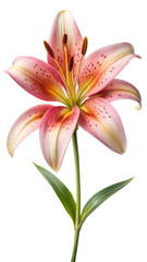 lily isolated on white