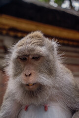 Obraz premium Photograph of a monkey in a sanctuary in Indonesia. Monkey Temple. Bali. Animals in freedom. Jungle