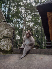 Photograph of a monkey in a sanctuary in Indonesia. Monkey Temple. Bali. Animals in freedom. Jungle