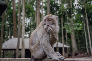 Photograph of a monkey in a sanctuary in Indonesia. Monkey Temple. Bali. Animals in freedom. Jungle
