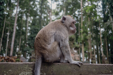 Photograph of a monkey in a sanctuary in Indonesia. Monkey Temple. Bali. Animals in freedom. Jungle