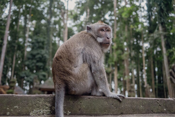 Photograph of a monkey in a sanctuary in Indonesia. Monkey Temple. Bali. Animals in freedom. Jungle
