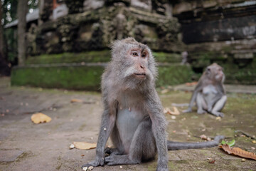 Photograph of a monkey in a sanctuary in Indonesia. Monkey Temple. Bali. Animals in freedom. Jungle