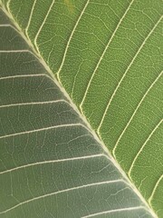 line pattern of green leaf