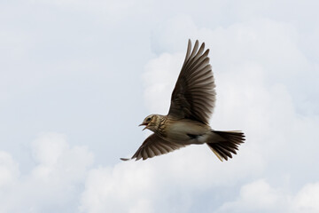 Skylark