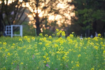 夕陽中の菜の花