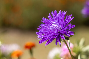 Vibrant Purple Aster Flower in Bloom with Soft Focus Background, Capturing the Beauty of Nature's Colors, Perfect for Floral Decor, Garden Inspiration, and Botanical Art Enthusiasts