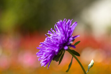 Vibrant Purple Aster Flower in Bloom with Soft Focus Background, Capturing the Beauty of Nature's Colors, Perfect for Floral Decor, Garden Inspiration, and Botanical Art Enthusiasts