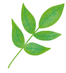 green leaf isolated on white background