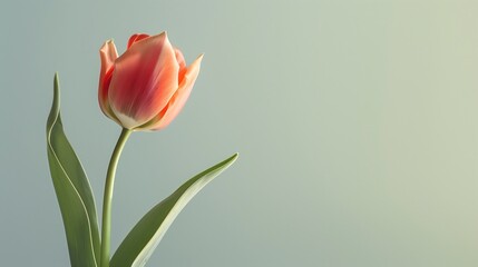 red and yellow tulip