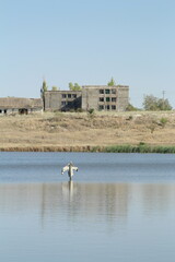 A bird flying over a body of water