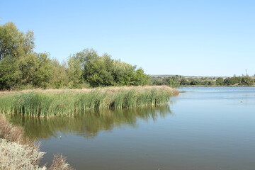 A river with trees and grass