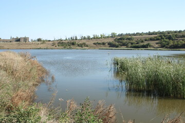 A river with plants and trees in the background