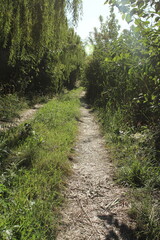 A dirt path through a forest