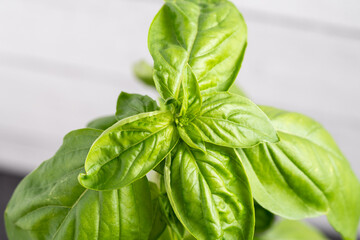 basil plant restaurant food green