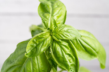 basil plant restaurant food green