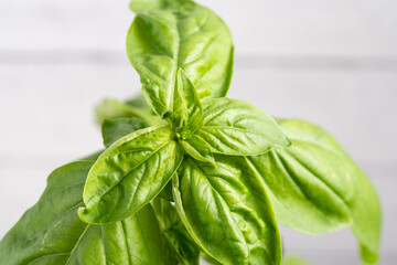 basil plant restaurant food green