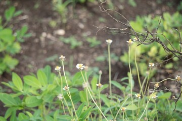 Tender white wildflowers are emerging in the rich, green expanse of the meadow